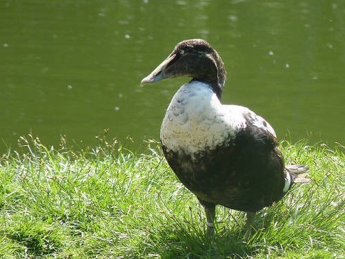  Le canard eder tout simplement splendide, chambres d'hotes gite, proche pointe du raz entre douarnenez et locronan 29.